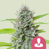 Royal Queen Seeds - EL PATRON - Feminsiert