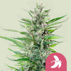 Royal Queen Seeds - FAT BANANA - Feminsiert