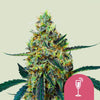 Royal Queen Seeds - MIMOSA - Feminsiert