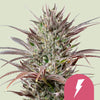 Royal Queen Seeds - NORTH THUNDERFUCK - Feminisert