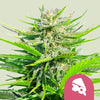 Royal Queen Seeds - ROYAL CHEESE FAST FLOWERING - Feminized