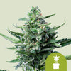 Royal Queen Seeds - ROYAL JACK - Automatic