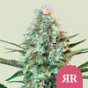 Royal Queen Seeds - ROYAL RUNTZ - Feminsiert