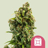 Royal Queen Seeds - SOUR DIESEL - Feminsiert