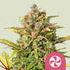 Royal Queen Seeds - SWEET ZZ - Féminisée