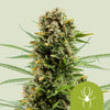 Royal Queen Seeds - WHITE WIDOW - Automatique