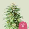 Royal Queen Seeds - WHITE WIDOW - Féminisée