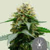 Royal Queen Seeds - WHITE WIDOW - Régulière