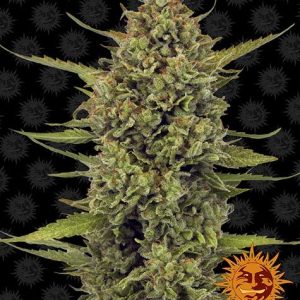 Barney's Farm - ACAPULCO GOLD - Feminsiert