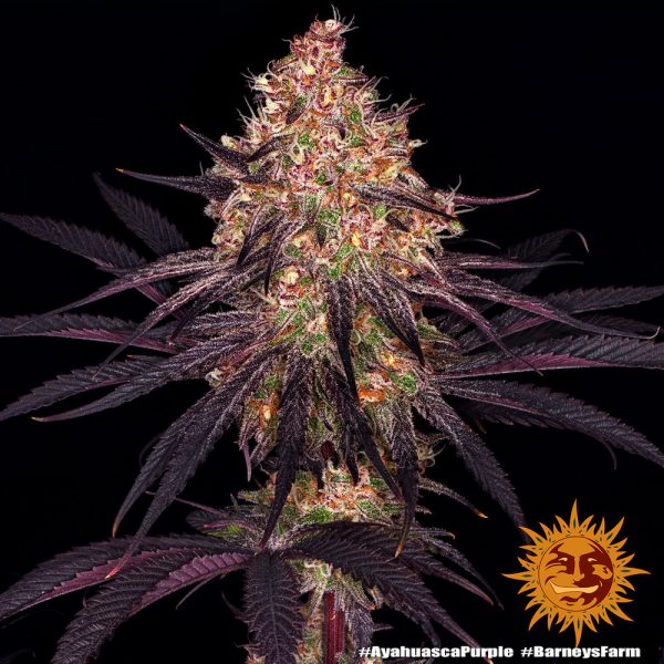 Barney's Farm - AYAHUASCA PURPLE - Feminsiert – Bild 2