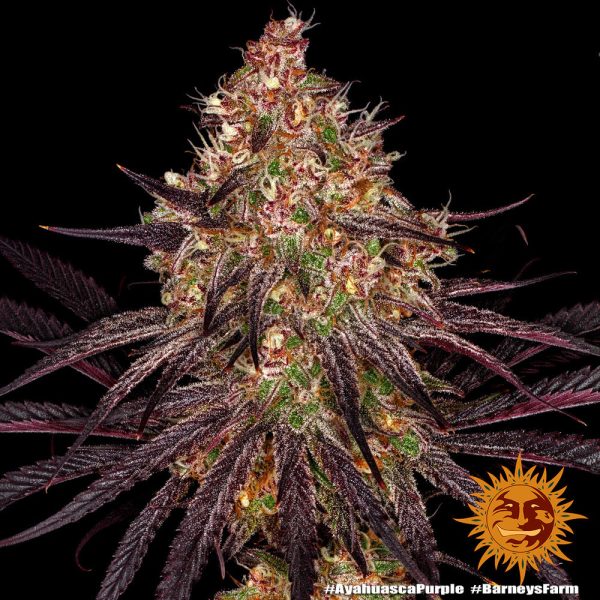 Barney's Farm - AYAHUASCA PURPLE - Feminsiert – Bild 3