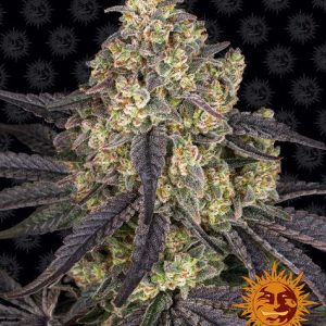 Barney's Farm - KUSH MINTZ - Feminsiert