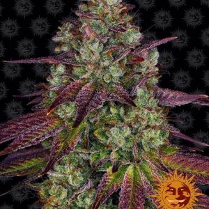 Barney's Farm - MIMOSA EVO - Feminisert