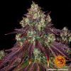 Barney's Farm - MIMOSA EVO - Feminisiert