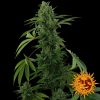 Barneys Farm PINEAPPLE EXPRESS Automatic