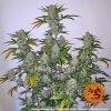 Barneys Farm PINEAPPLE EXPRESS Automatic