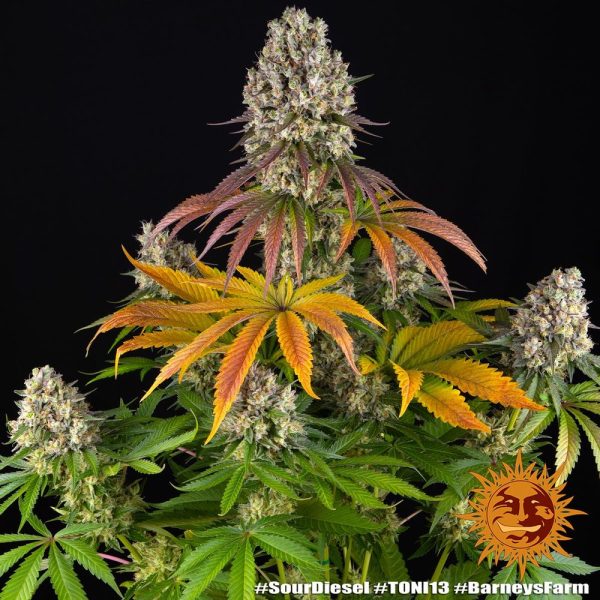 Barney's Farm - SOUR DIESEL - Automatic – Bild 2