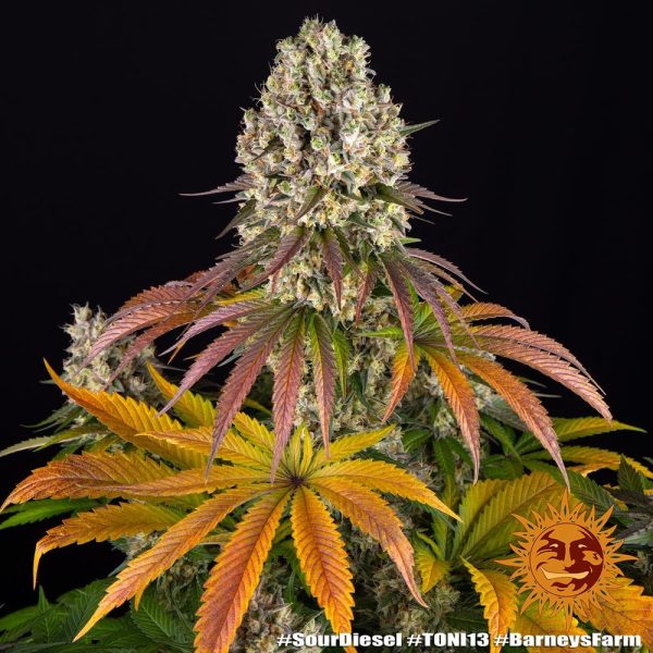 Barney's Farm - SOUR DIESEL - Automatic – Bild 3