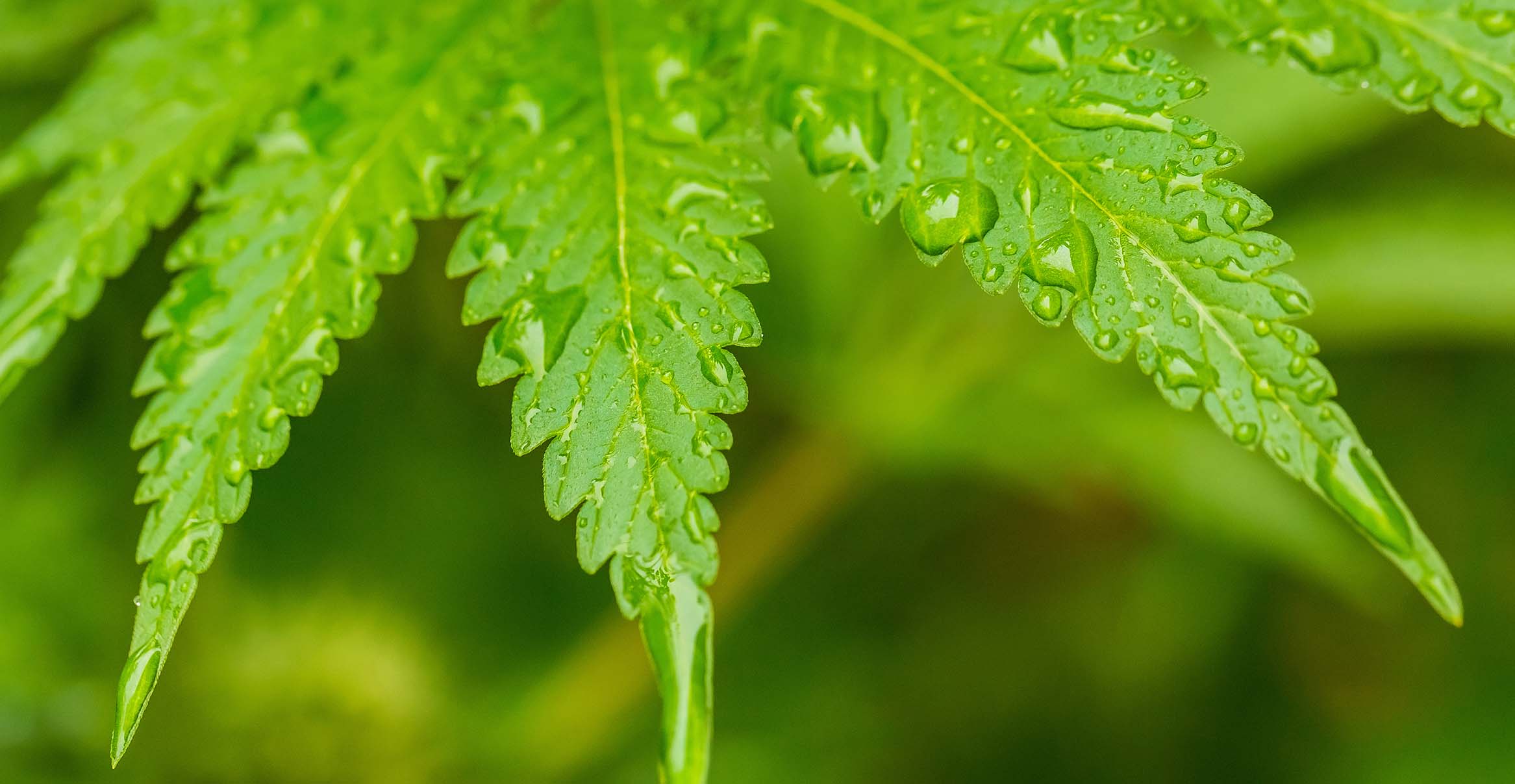 cannabis überwässerung