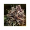 Dutch Passion Blueberry Feminisiert