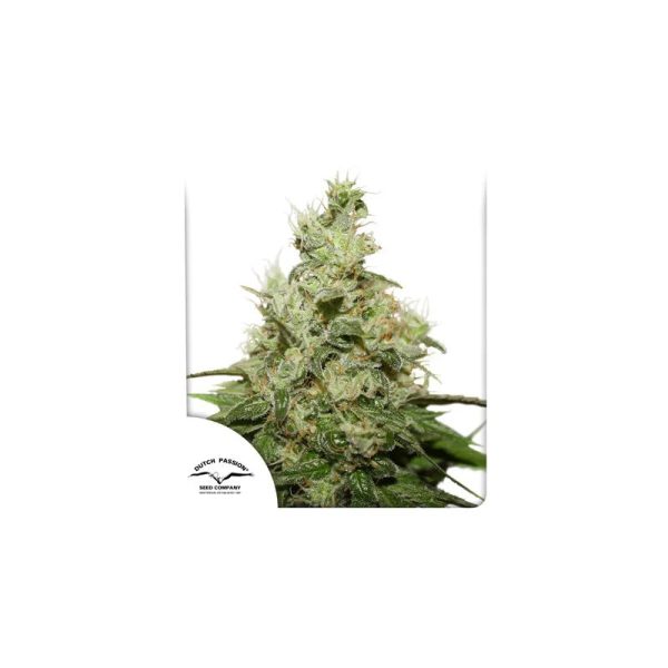 Dutch Passion - CBD Kush - Feminisiert