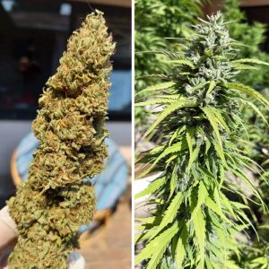 Dutch Passion CBD Kush Feminisiert