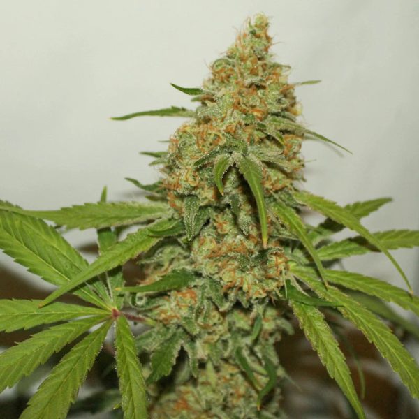 Dutch Passion - CBD Kush - Feminisiert – Bild 3