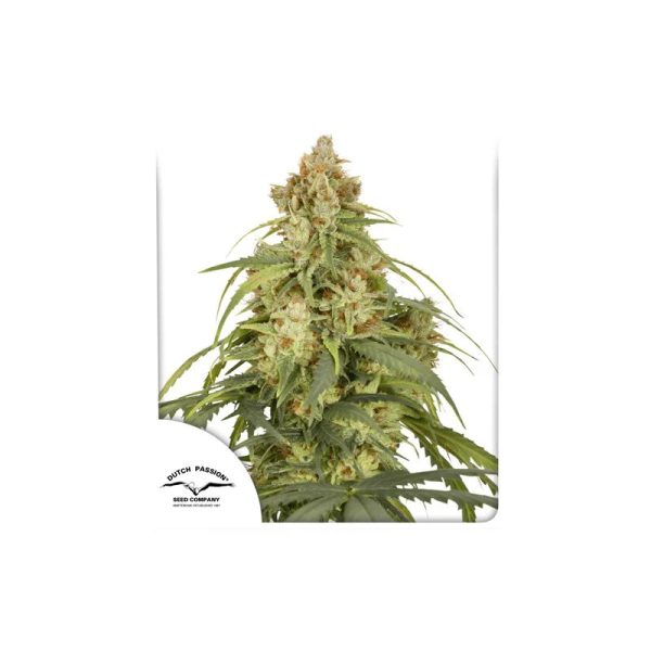 Dutch Passion - CBD-Victory - Automatik