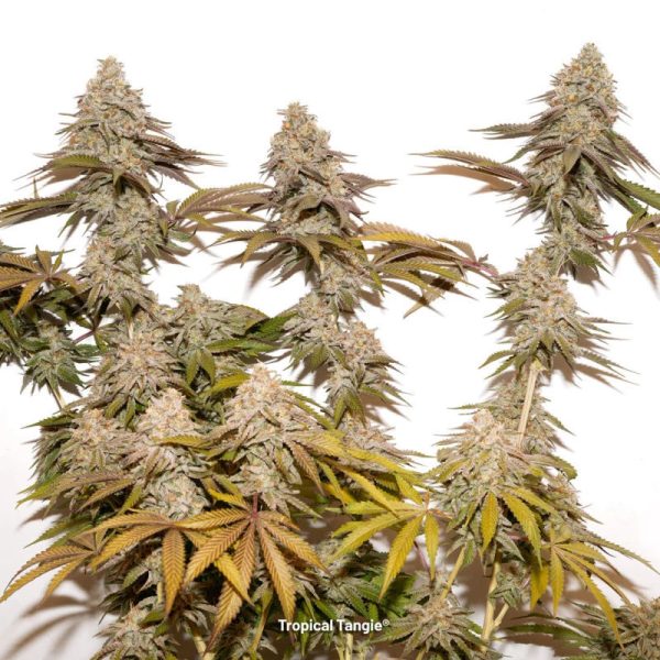 Dutch Passion - Tropical Tangie - Feminisiert – Bild 2