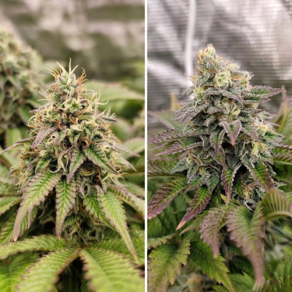 Dutch Passion - Tropical Tangie - Feminisiert – Bild 3