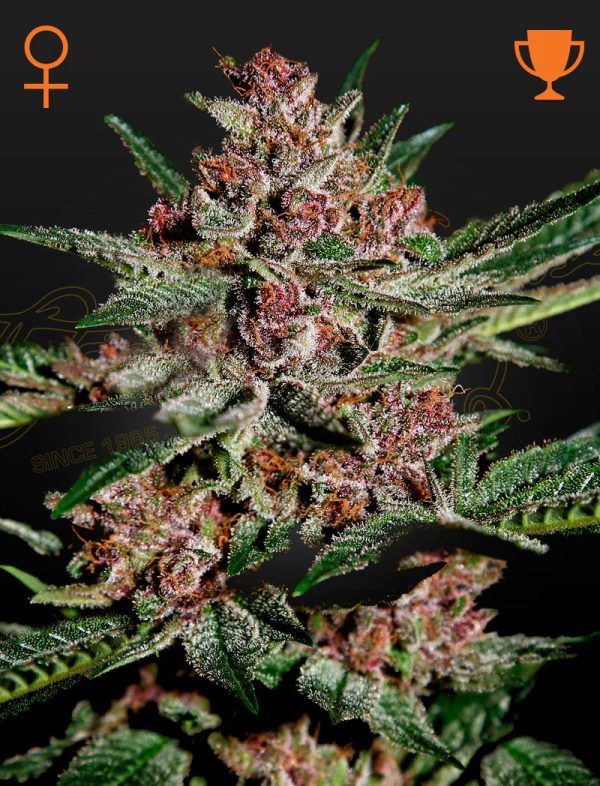 Green House Seed - BUBBA KUSH - Feminisiert