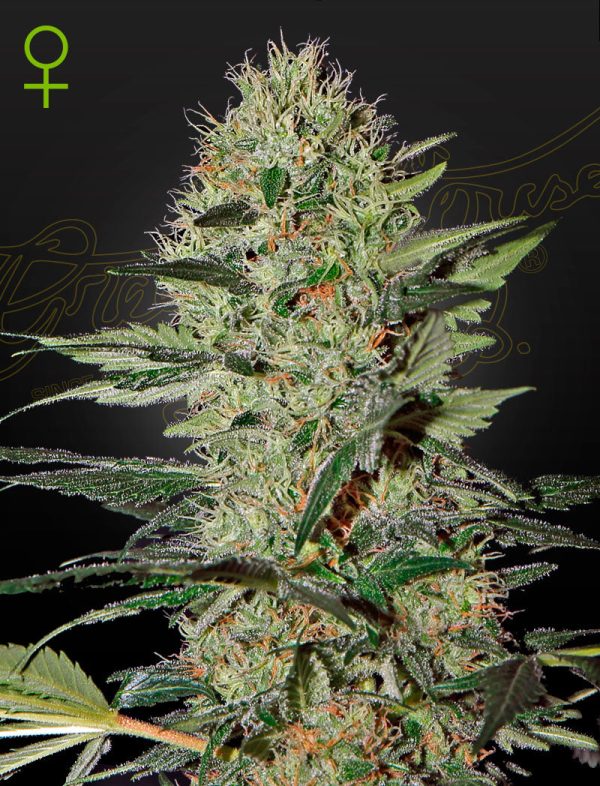 Green House Seed - EXODUS CHEESE - Automatic