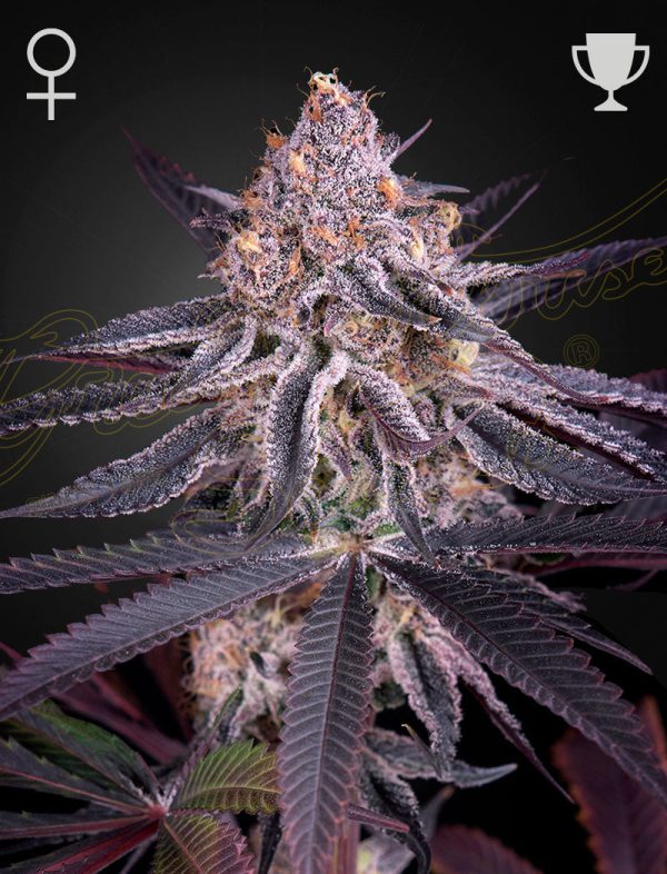 Green House Seed - KING'S JUICE - Feminisiert