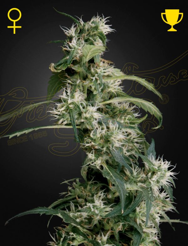 Green House Seed - MANGO HAZE aka ARJAN'S ULTRA HAZE 2