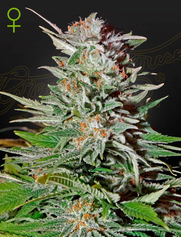 Green House Seed - SUPER LEMON HAZE - Automatic