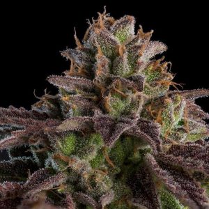 Ripper Seeds KMINTZ Automatic