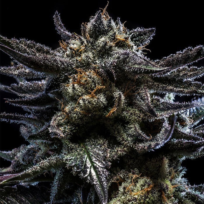 Ripper Seeds ZOMBIE KUSH Automatic