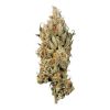 Royal Queen Seeds FAT BANANA Feminisiert