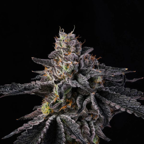 Wizard Trees Genetics – The Keeper (feminisiert)