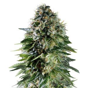 Royal Queen Seeds x Tyson 2.0 - CORKSCREW - Automatic