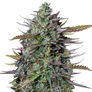 Royal Queen Seeds x Tyson 2.0 - GOAT'LATO - Automatic