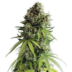 Royal Queen Seeds x Tyson 2.0 - NYC SOUR D - Automatic