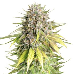 Royal Queen Seeds x Tyson 2.0 - PUNCH PIE - Feminized
