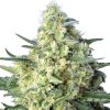 Sweet Seeds - JACK 47 XL - Automatic
