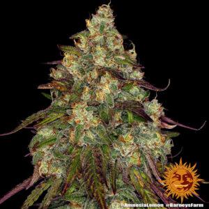 Amnesia Lemon Fem. - 3 Samen - Barneys Farm