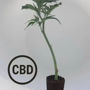 Amnesia CBD Steckling