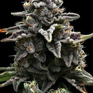 Apple Fritter Steckling