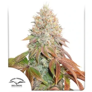 Auto Banana Blaze - 3 Samen - Dutch Passion