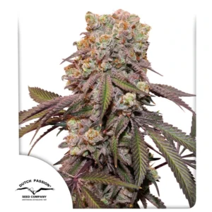 Auto Candy Bubatz XL - 3 Samen - Dutch Passion