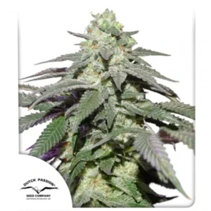 Auto Skywalker Haze - 3 Samen - Dutch Passion